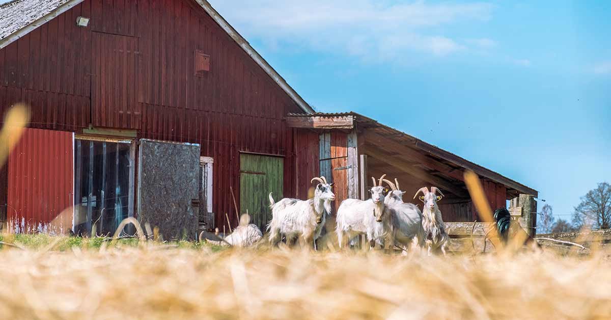 From Farm to Table: Discover Fresh Living Every Single Day